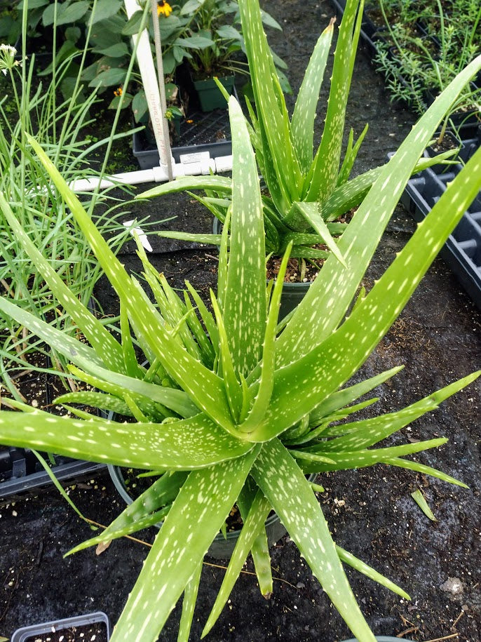 Aloe Vera Plants for sale in Lyon, France