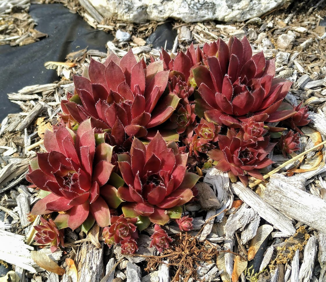 Photo of the leaves of Hen and Chick (Sempervivum 'Red Lion