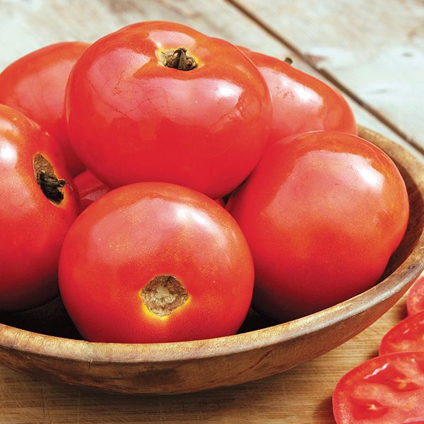 Red Slicer Tomato - 1#