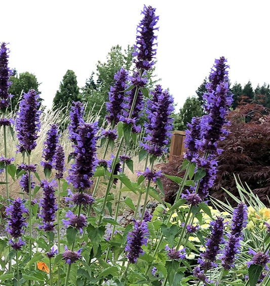 Agastache 'Blue Boa' - 1 Plant