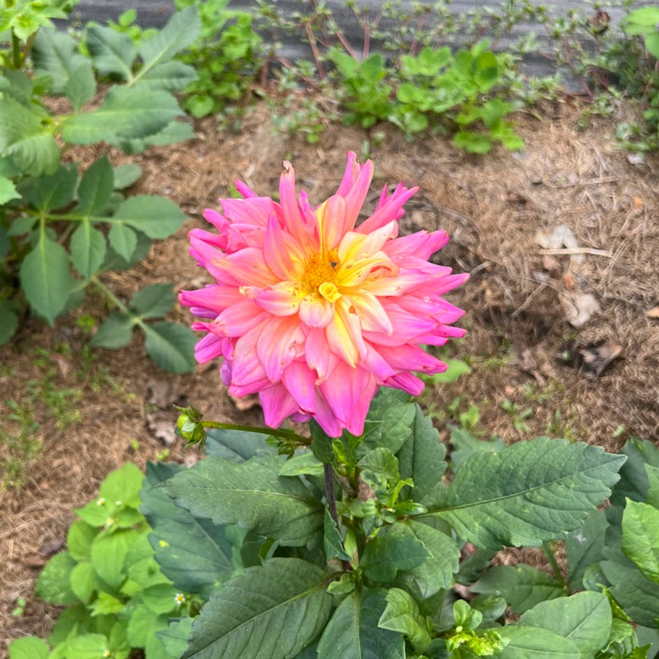 Dahlia 'Bahama Mama'