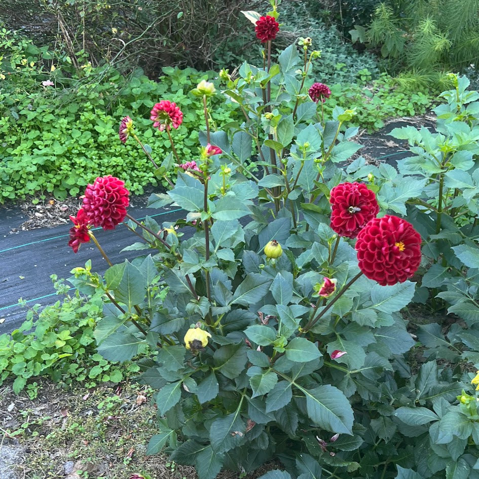 Dahlia 'Ball Cornel'