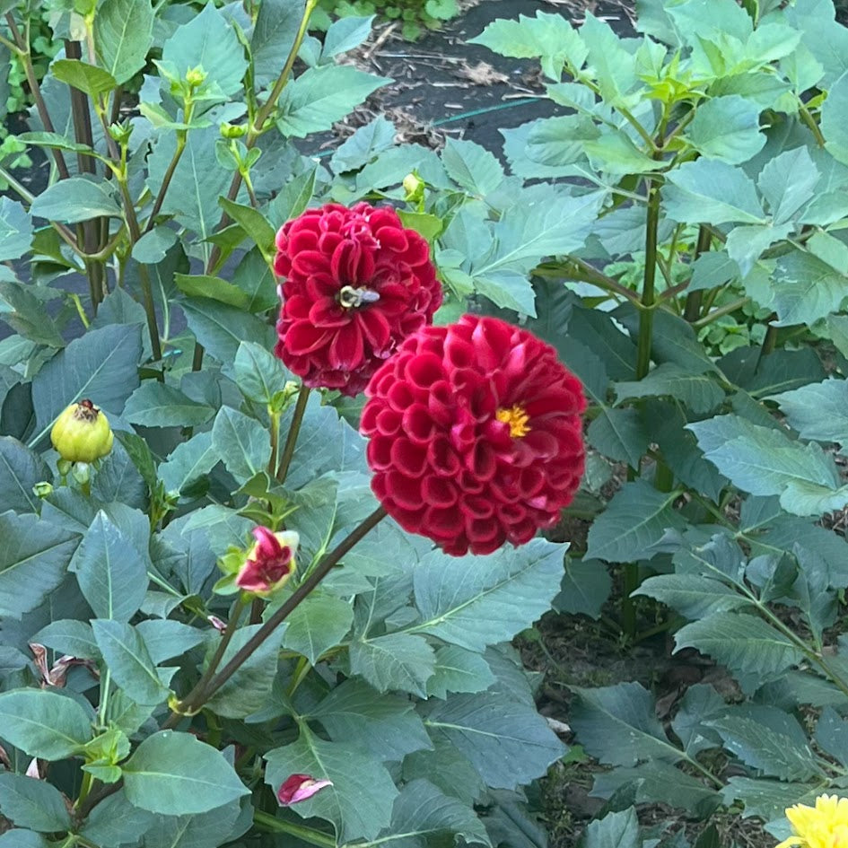 Dahlia 'Ball Cornel'