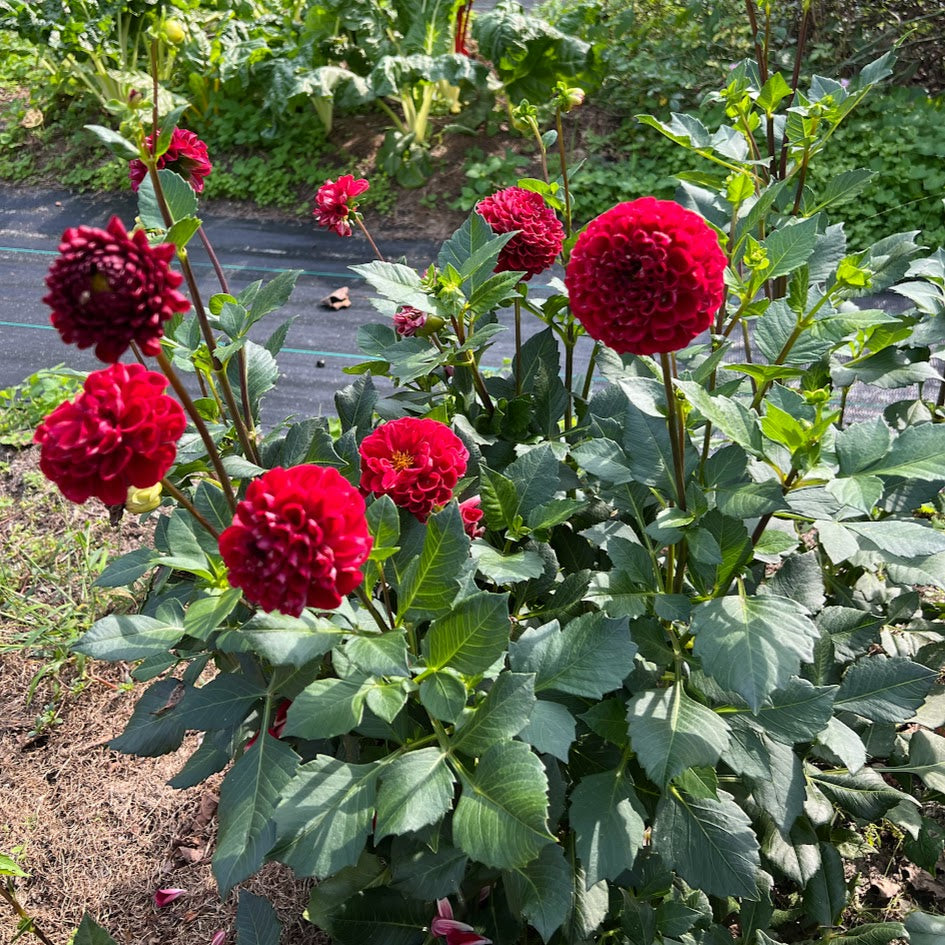 Dahlia 'Ball Cornel'