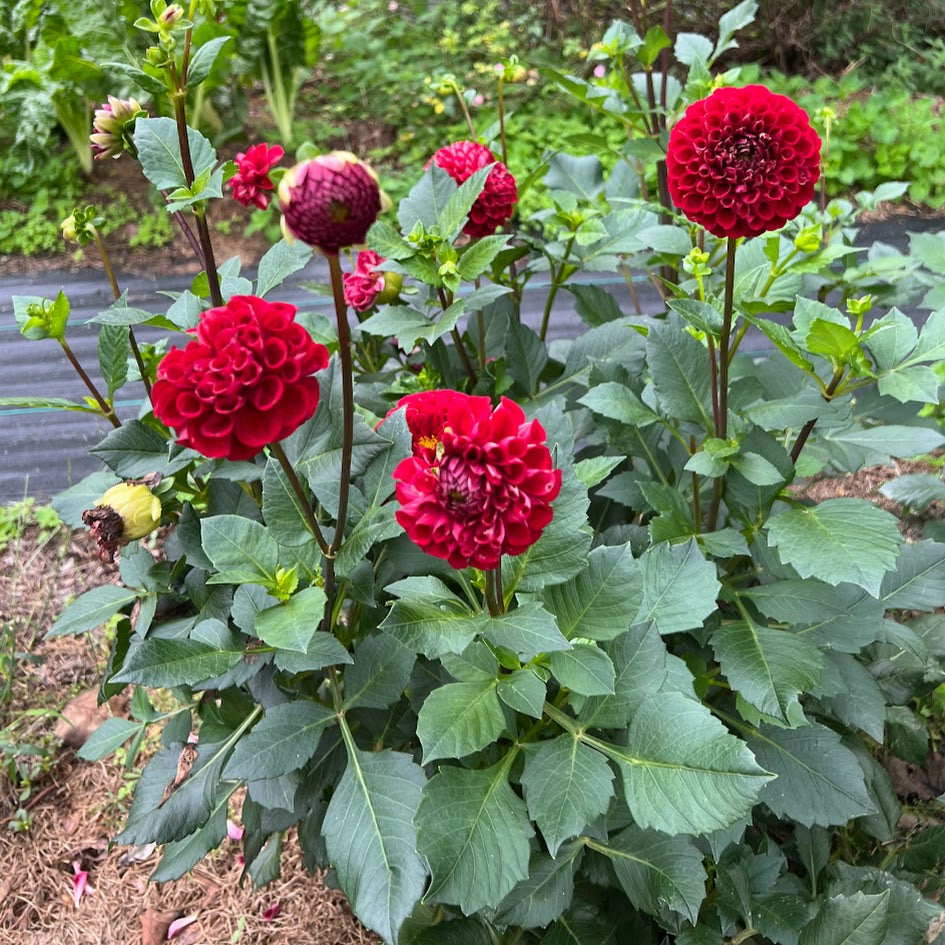 Dahlia 'Ball Cornel'