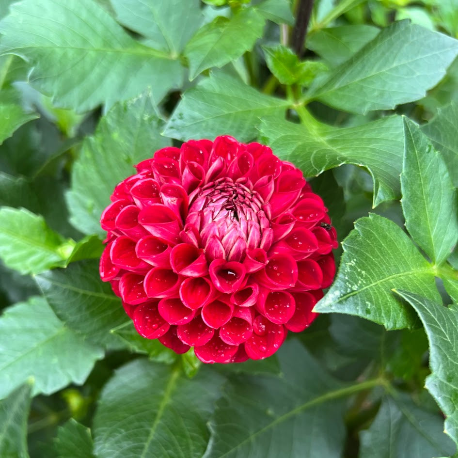 Dahlia 'Ball Cornel'