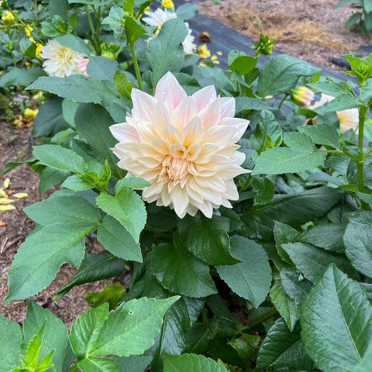 Dahlia 'Café au Lait'