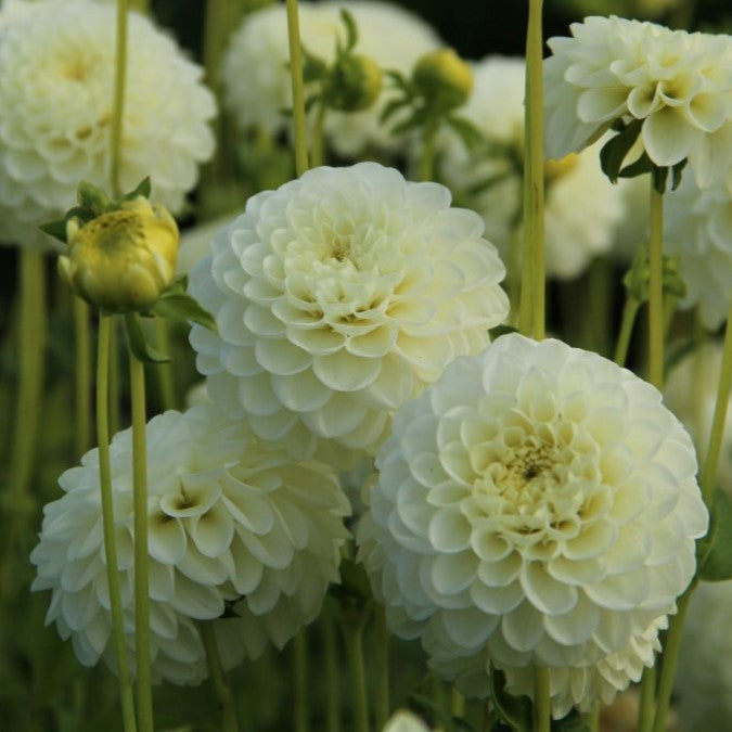 Dahlia 'Pompon White Aster'