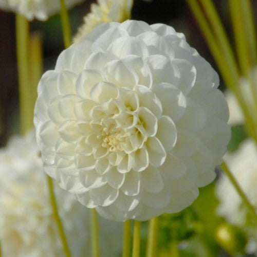 Dahlia 'Pompon White Aster'