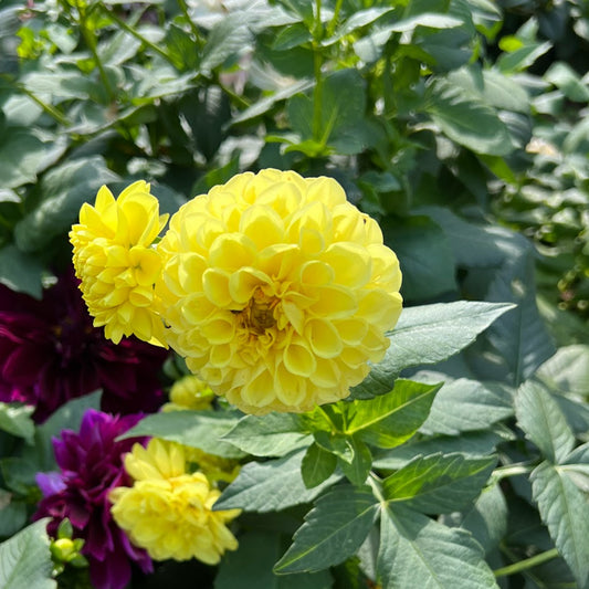 Dahlia 'Yellow Symphony'