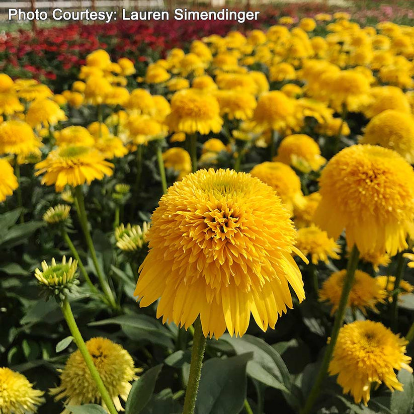 Echinacea CARA MIA® Yellow | Streambank Gardens