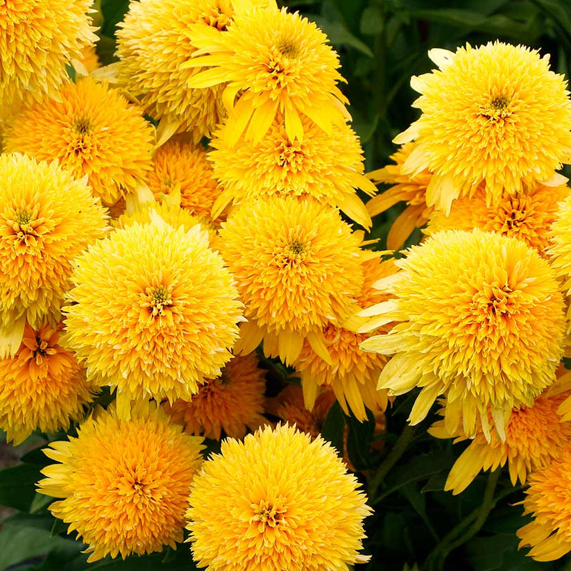 Echinacea CARA MIA® Yellow | Streambank Gardens