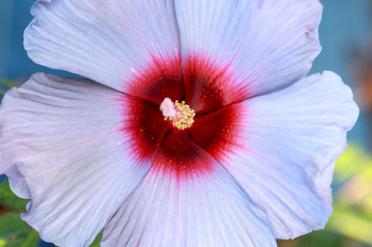 Hibiscus 'Bleu Brulee' Plants