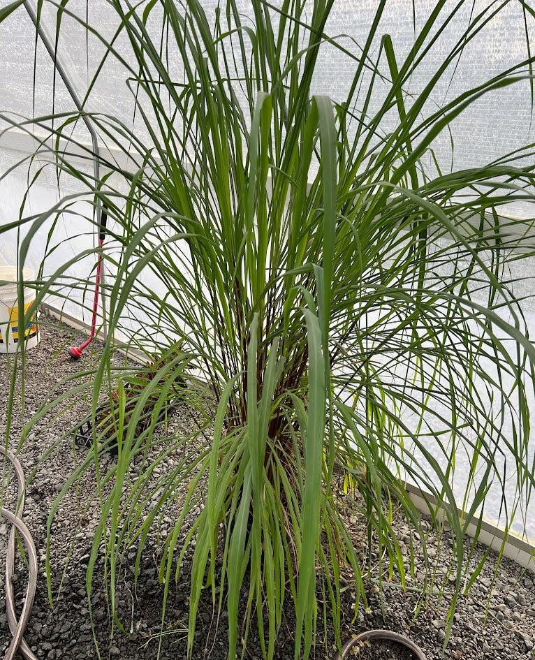 Lemon Grass Plants