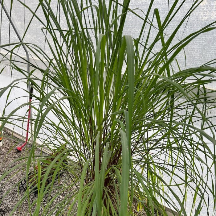 Lemon Grass Plants