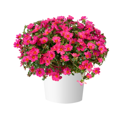 Portulaca oleracea Mega Pazzaz™ Fuchsia