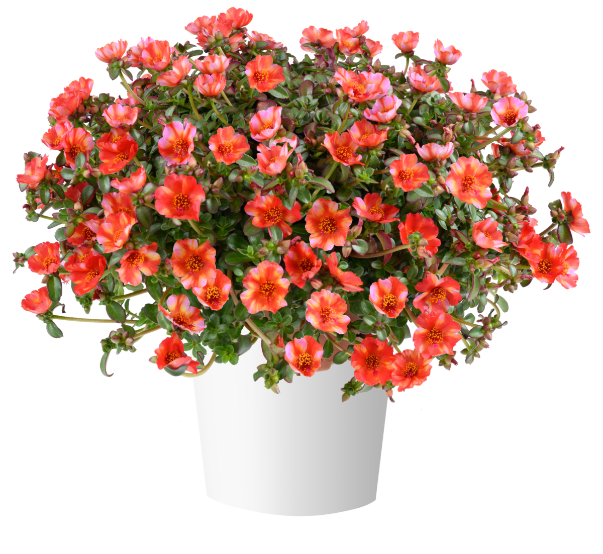 Portulaca oleracea Mega Pazzaz™ Tropical Twist