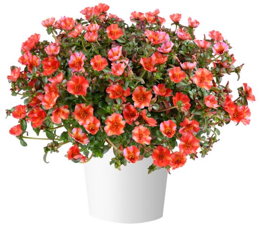 Portulaca oleracea Mega Pazzaz™ Tropical Twist