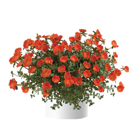 Portulaca oleracea Mega Pazzaz™ Orange