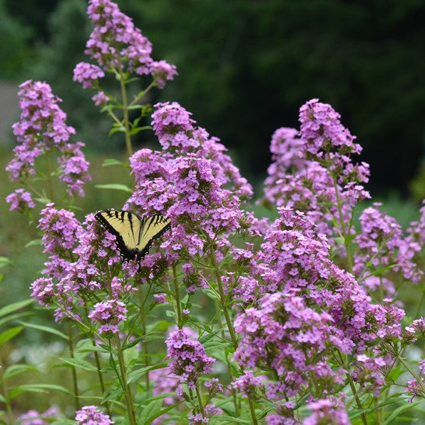 Shop Perennial Plants at Streambank Gardens | Streambank Gardens