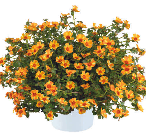 Portulaca oleracea Mega Pazzaz™ Mango Twist