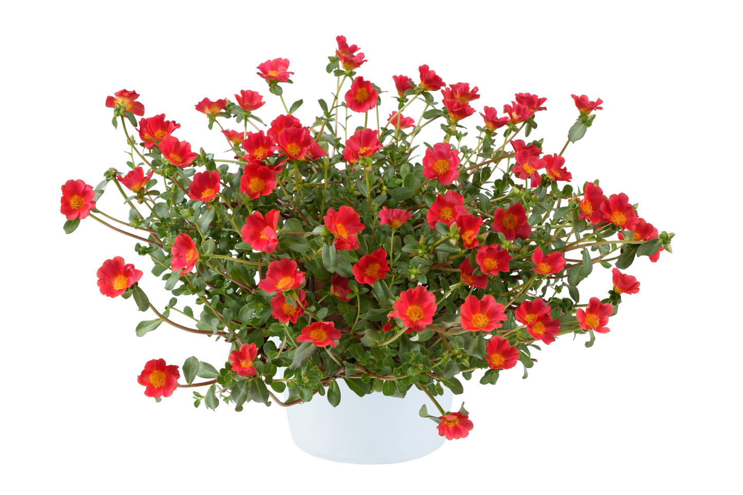 Portulaca oleracea Mega Pazzaz™ Red