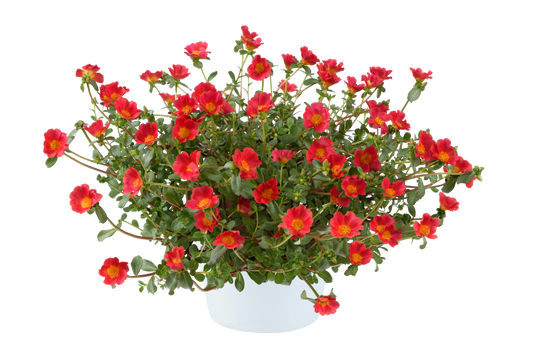 Portulaca oleracea Mega Pazzaz™ Red