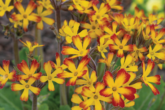 Primula vulgaris 'Oakleaf Yellow Picotee'