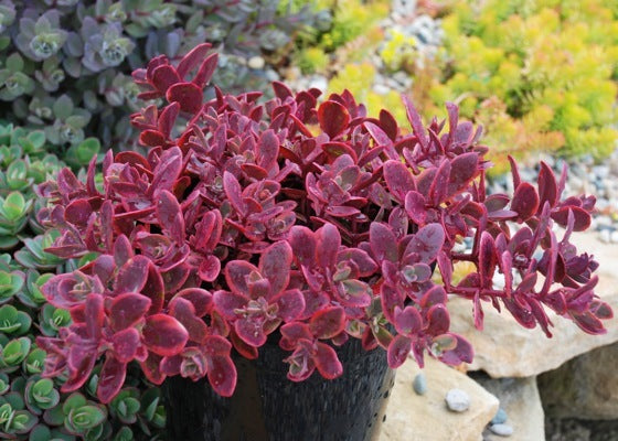 Sedum SunSparkler® Wild Fire