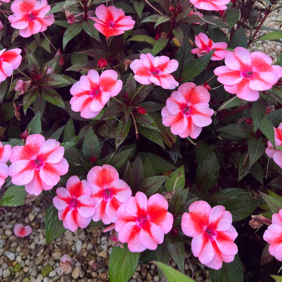 SunPatiens® 'Compact Red Candy' Plants