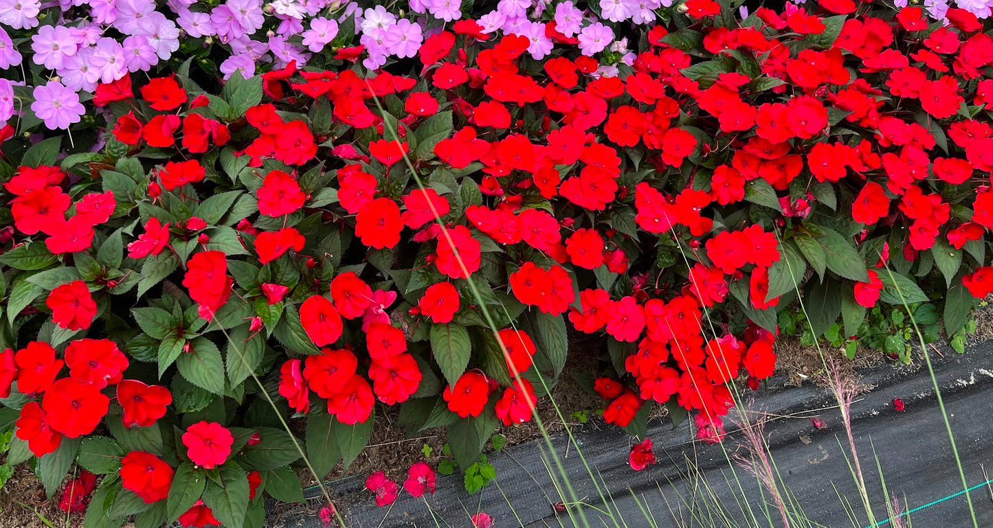 SunPatiens® 'Compact Deep Red' - Plants