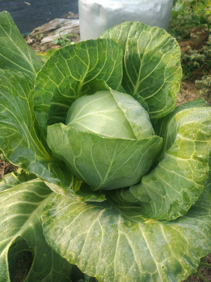 Vegetable plants for deals sale