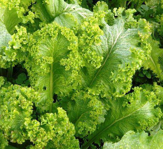 Mustard 'Green Wave' - 6 Plants - Streambank Gardens
