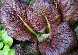 Mustard 'Giant Red' - 6 Plants - Streambank Gardens
