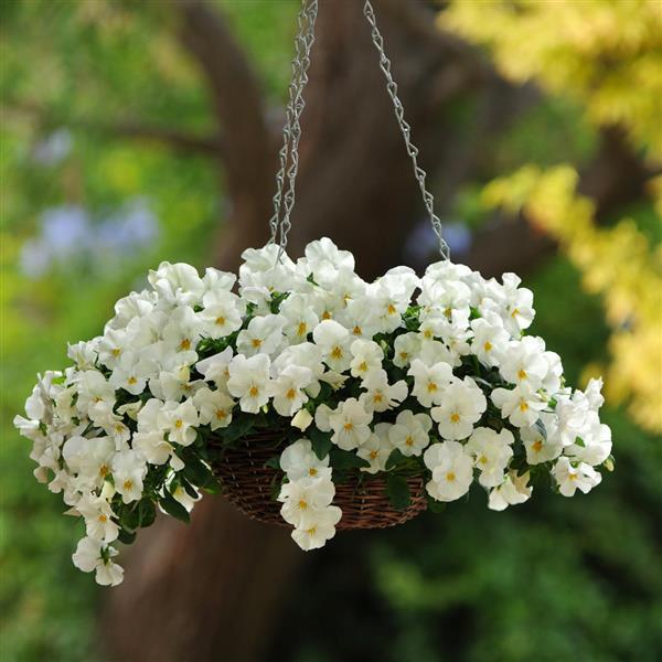 Pansy Cool Wave™ 'White' Plants