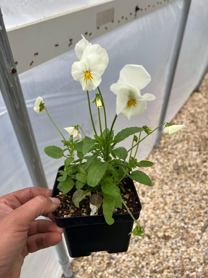 Pansy Cool Wave™ 'White' Plants