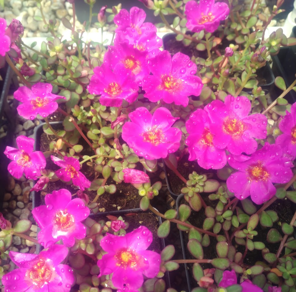 Portulaca oleracea Mega Pazzaz™ Purple